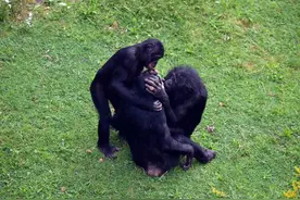 穴位和经络是怎么发现的？图片