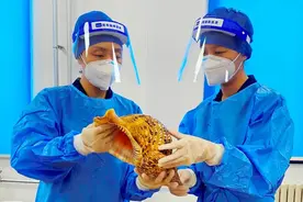 （视频）法螺号滴滴吹图片