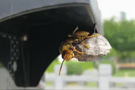 马蜂王玩直播，高清摄像探头很给力，建造马蜂窝过程走红网络图片