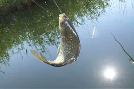 夏天的大鲫鱼被太阳“撵着跑”，鱼竿跟着随后到，猜你肯定没玩过图片