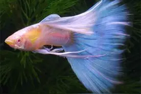 被国人称为东方犹太人的所在地—温州市图片