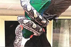 金刚鹦鹉在院子闹腾，以为有人偷鸟，跑出去后，只能见死不救图片