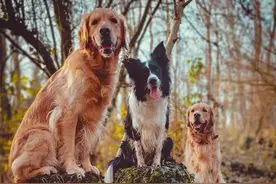 狗狗打过架后，会记仇吗？图片