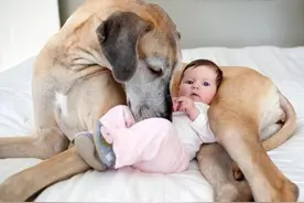 养狗多年，才明白狗狗这5个动作背后的含义，还有很多人不知道图片