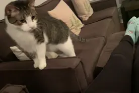 怀孕被家养猫咪知道后，暴脾气变成好脾气，还天天守着主人的肚子图片