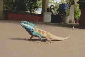 它是蓝颜祸水还是蓝颜薄命，都与你我有关图片