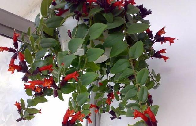 贝拉小蜜蜂草本身体乳