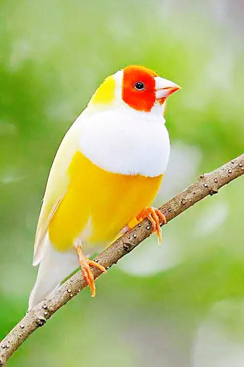 美丽的七彩文鸟