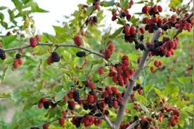 果桑富硒栽培关键技术，掌握树枝的生长，做好这几点提高果实率图片