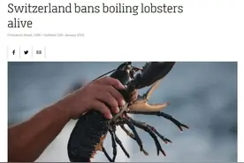 被活活煮熟的龙虾和螃蟹会感到痛吗？图片