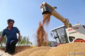 直击河南汝南县小麦丰收：百万亩麦田统防统治，收割入仓“一条龙”图片