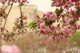 三氮六磷八月钾，十月有机来当家图片