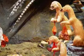 黄鼠狼为何不能人工养殖？商业价值极高，但真心不敢养图片