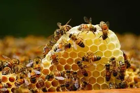 蜜蜂的习性和养殖技术图片