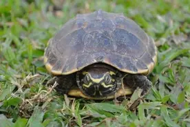 乌龟离开龟壳还能活下去吗？男子进行了一次实验图片