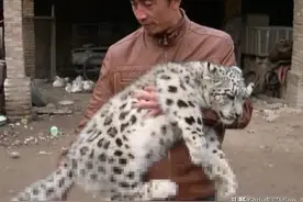 牧民捡2只流浪猫家中饲养，越喂越不对劲，专家：不能卖不能放归图片