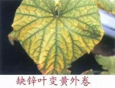 銆屽啘鍖栫鏅€嶆鐗╃己绱犲師鍥犲強 妞嶇墿缂虹礌鐥囩姸瀵圭収琛? onerror=