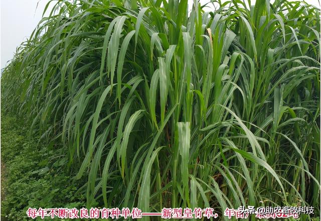 南方养猪种植什么牧草好？猪场为什么推荐种植牧草？