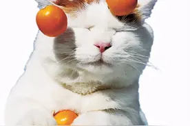 猫咪简史——从被驯化到风靡全球图片