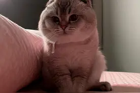 泰国网红喵长什么样？自备超厚脸颊：嘴边肉好肥美图片