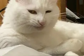 世界上最油腻的20只猫，一只比一只yue图片