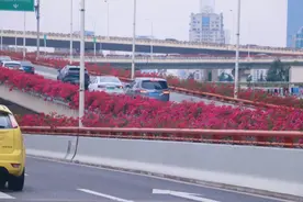 申城高架变身“空中花园”！途经时有没有被惊艳到？图片