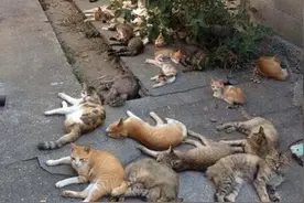 猫咪的世界凡人不懂，26张「人类彻底臣服」的爆笑日常照图片