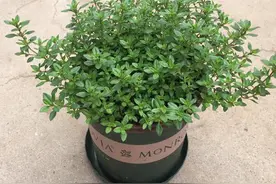 香气浓郁的百里香，花色淡雅，一种观赏与实用性完美结合的绿植图片