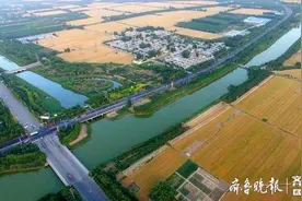 聊城小麦陆续成熟开机收割 播种玉米同时进行图片