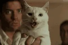 猫咪突然骂骂咧咧是在骂你吗？没错！它就是在骂你！图片