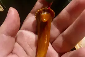 这类小众文玩，盘出来润如玉，可忒扎人图片