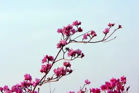 每年4月金达莱花将盛开在龙井犇福，期待春暖花开！图片