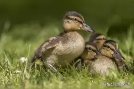 日本人为何称鸭粪为“软黄金”？原来，日本找到了鸭粪的新用途图片