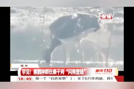 自然之美！罕见黑鹳种群在桑干河出现，大约有40多只视频封面