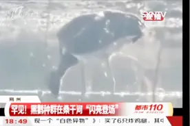自然之美！罕见黑鹳种群在桑干河出现，大约有40多只视频封面