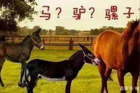 马和驴杂交可繁育骡，人和黑猩猩的卵子精子融合实验结果如何？图片