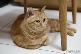 猫为什么喜欢把爪子揣在身体下面？图片
