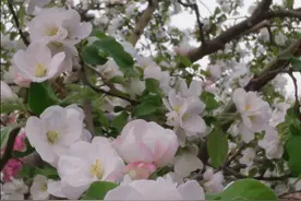 一花一诗：赖有海棠倾国色，嫣然一笑解留春。海棠神韵，皆在此中图片
