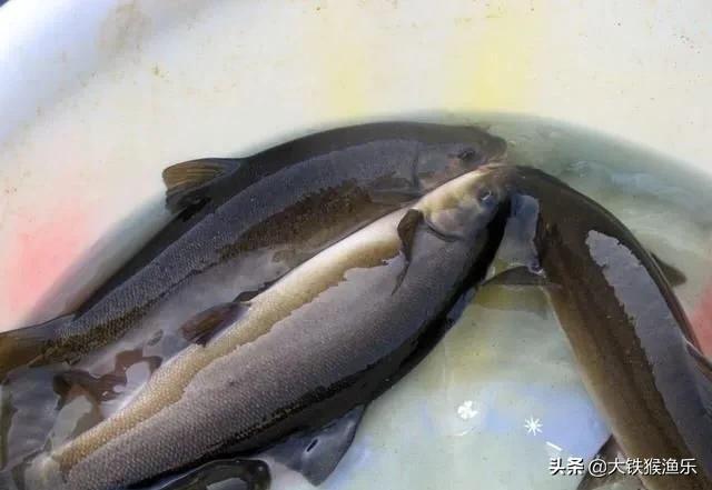 野生裂腹鱼多少一斤,消失了几十年的鱼回来了,养一斤要两三年 - 冷求