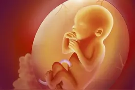 图文揭秘：孕妈妈在吃饭时，肚子里的宝宝在干嘛？网友：小馋货图片