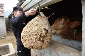 我们的"野生"迷信有多深？摘野蜂巢致1死1伤，超大蜂巢卖价上万图片