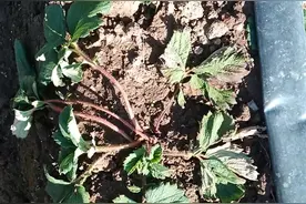 移栽定植了，那么草莓移栽前后应当打什么药？图片