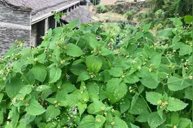“牛膝菊”在农村很常见，有人用来做火锅！可知它还是一种药材？图片