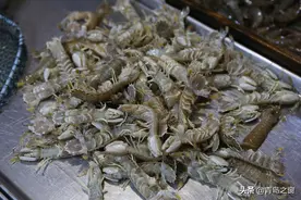 封海了，早市上还有野生虾虎和八带卖，哪来的？摊主这样解释图片