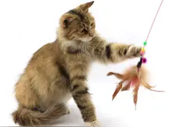逗猫棒，你选对了吗？图片