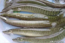 农村1种酷似泥鳅的无鳞鱼，背上带刺，80元1斤却少有农民养殖图片