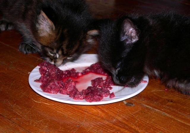 鐖辩尗琛ュ厖鐗涚：閰搁€斿緞澶氭牱锛屼絾閾插睅瀹橀渶鐭ワ細楦¤泲鍠傞鍐嶅涔熸棤鏁? onerror=