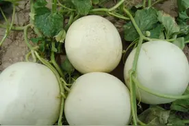 薄皮甜瓜嫁接栽培，可使甜瓜提早上市，增加种植效益图片