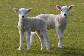 俗语说“牛食如浇，羊食如烧”，什么意思？老祖宗道出一个秘密图片