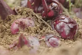 广西传统美食——旱藕粉丝，到底怎么做？网友：这手艺别失传了图片